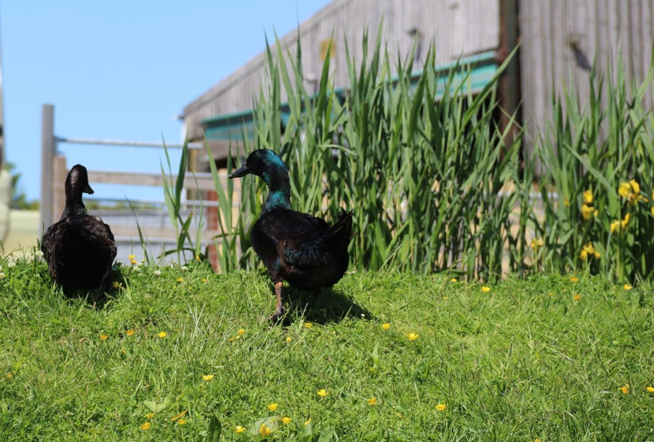 Knapp Farm Glamping Lodge 1 Corscombe Kültér fotó